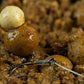 Sticky Baits 16mm white pop ups